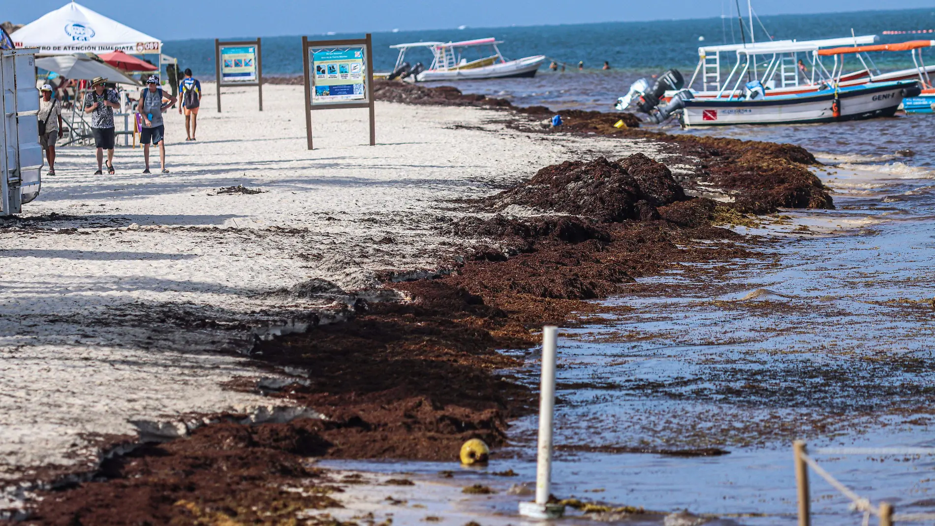 Sargazo-Puerto Morelos-Contaminacion-Turistas-Turismo (16)